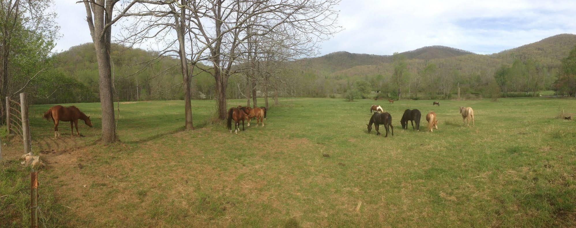 Pisgah View Ranch Hotel Candler Exterior photo